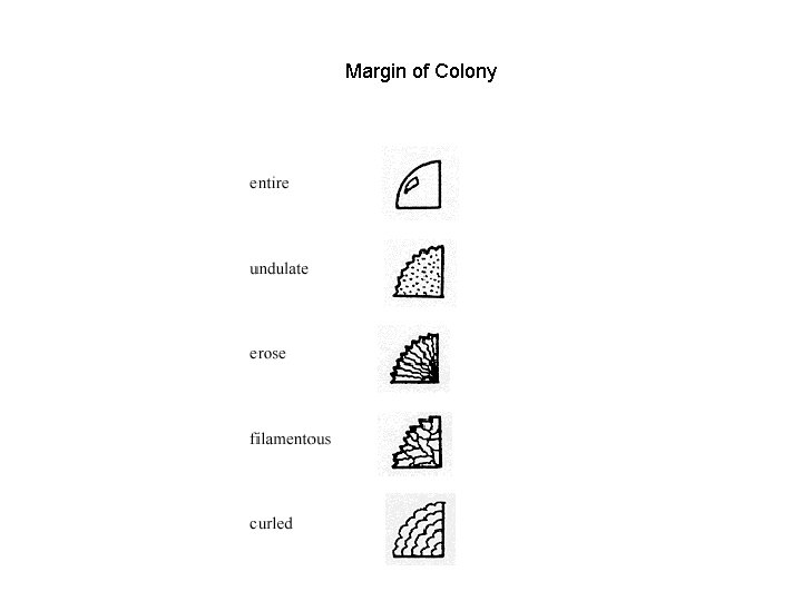 Margin of Colony 