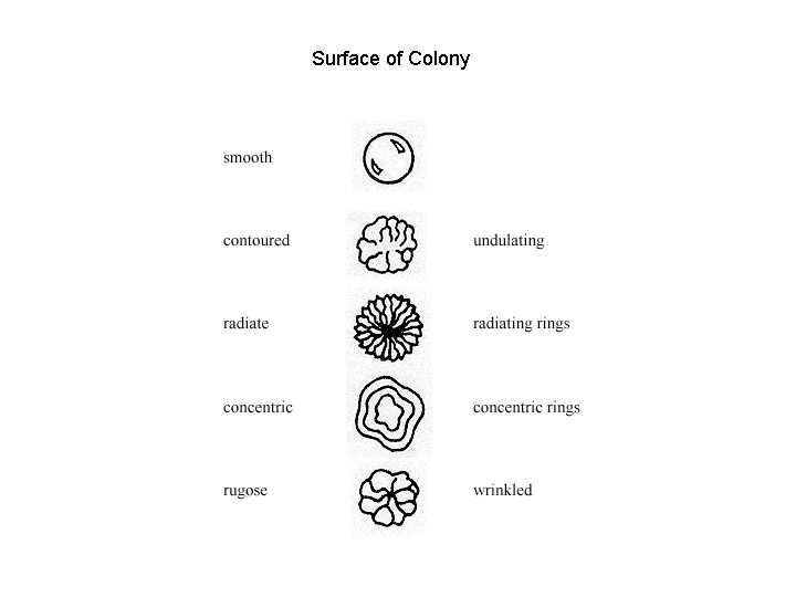 Surface of Colony 