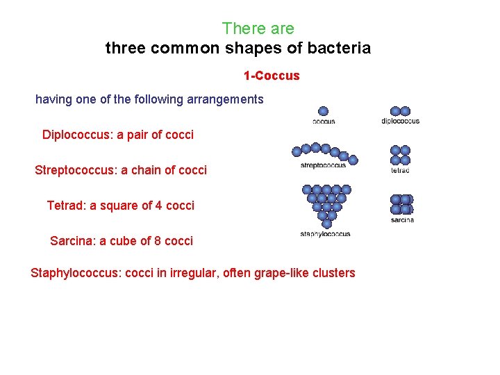 There are three common shapes of bacteria 1 -Coccus having one of the following