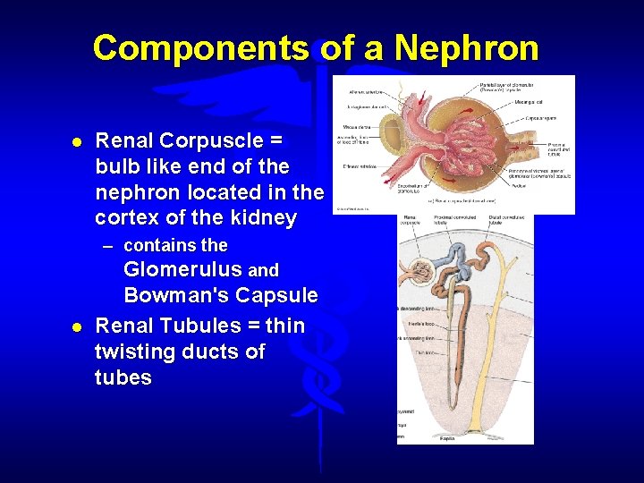 Components of a Nephron Renal Corpuscle = bulb like end of the nephron located