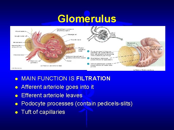 Glomerulus MAIN FUNCTION IS FILTRATION Afferent arteriole goes into it Efferent arteriole leaves Podocyte