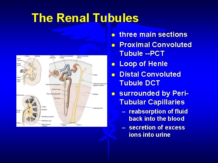 The Renal Tubules three main sections Proximal Convoluted Tubule --PCT Loop of Henle Distal