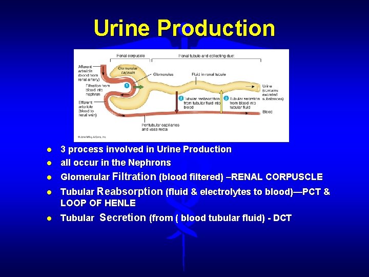 Urine Production 3 process involved in Urine Production all occur in the Nephrons Glomerular