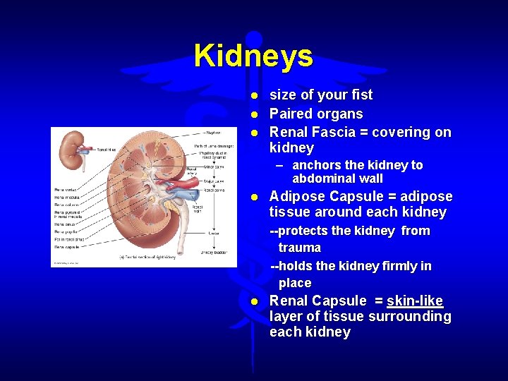 Kidneys size of your fist Paired organs Renal Fascia = covering on kidney –