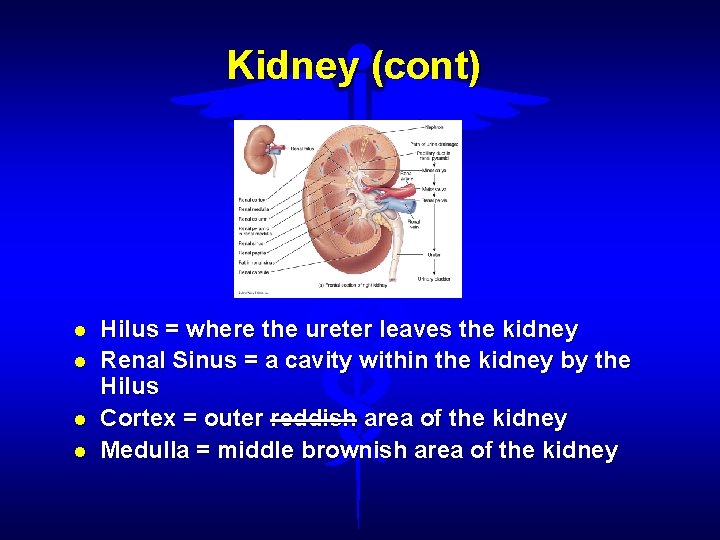 Kidney (cont) Hilus = where the ureter leaves the kidney Renal Sinus = a
