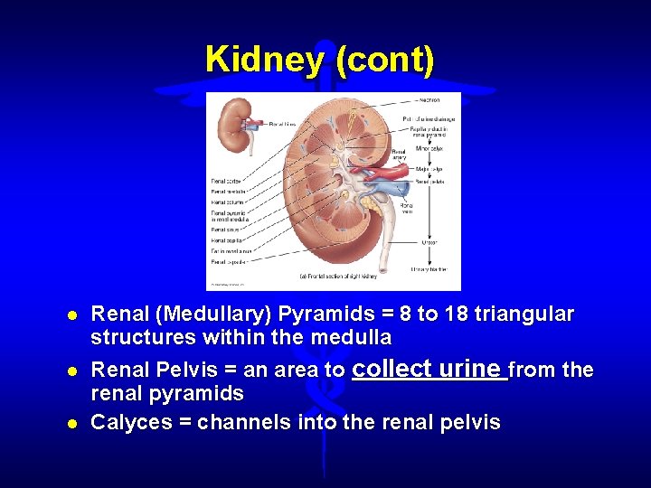 Kidney (cont) Renal (Medullary) Pyramids = 8 to 18 triangular structures within the medulla