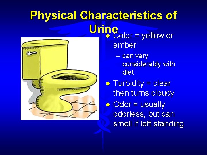 Physical Characteristics of Urine Color = yellow or amber – can vary considerably with
