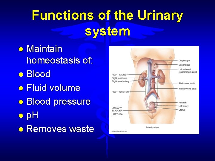 Functions of the Urinary system Maintain homeostasis of: Blood Fluid volume Blood pressure p.