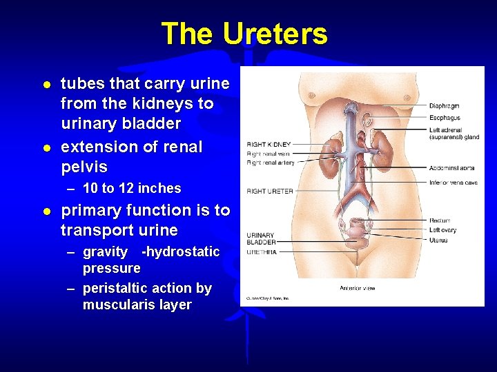 The Ureters tubes that carry urine from the kidneys to urinary bladder extension of