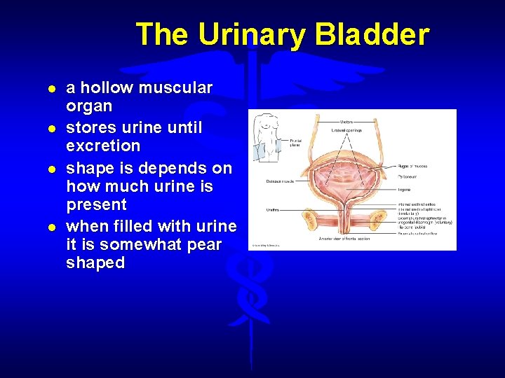 The Urinary Bladder a hollow muscular organ stores urine until excretion shape is depends