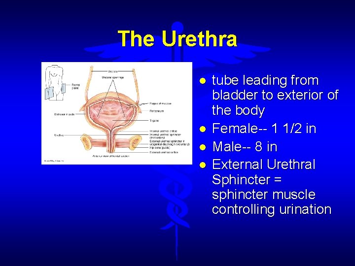 The Urethra tube leading from bladder to exterior of the body Female-- 1 1/2