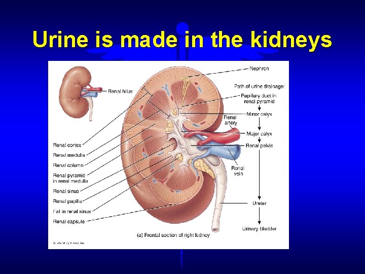 Urine is made in the kidneys 