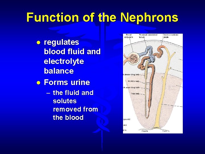 Function of the Nephrons regulates blood fluid and electrolyte balance Forms urine – the