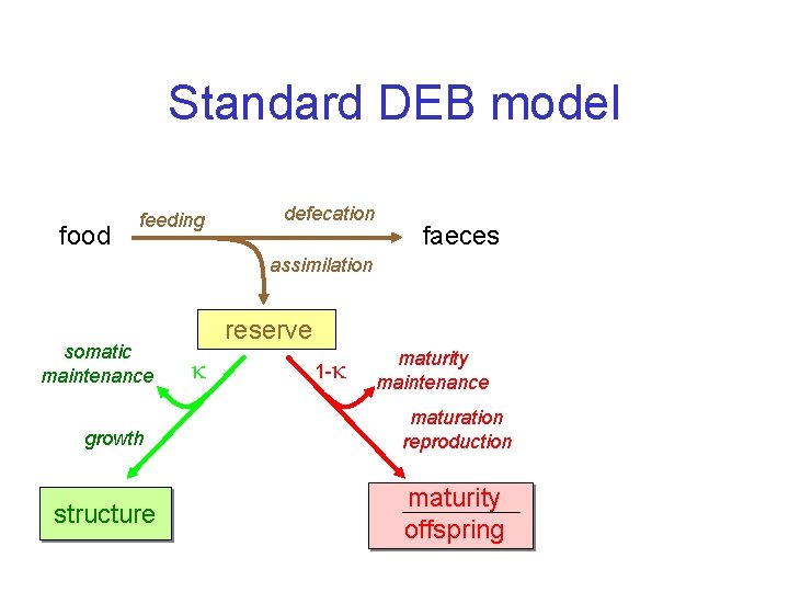 Standard DEB model food feeding defecation faeces assimilation somatic maintenance growth structure reserve 1
