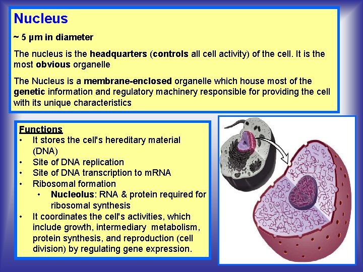 Nucleus ~ 5 µm in diameter The nucleus is the headquarters (controls all cell