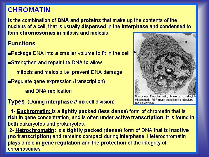 CHROMATIN Is the combination of DNA and proteins that make up the contents of