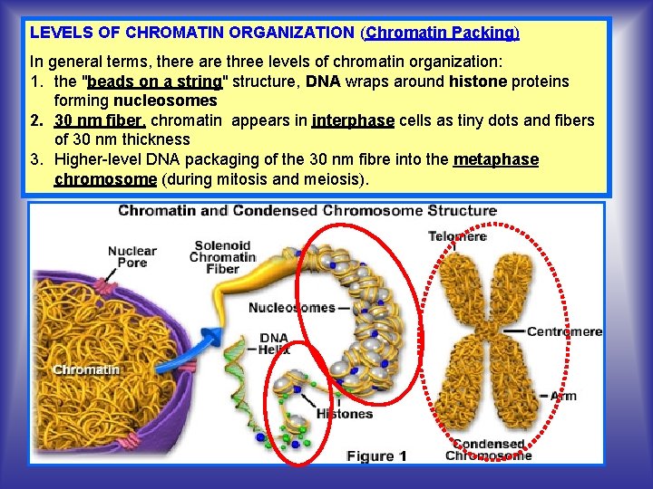 LEVELS OF CHROMATIN ORGANIZATION (Chromatin Packing) In general terms, there are three levels of