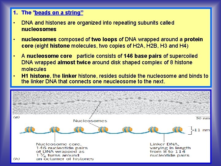 1. The "beads on a string” • DNA and histones are organized into repeating