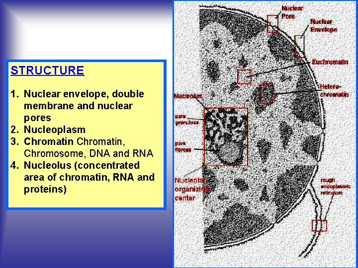 STRUCTURE 1. Nuclear envelope, double membrane and nuclear pores 2. Nucleoplasm 3. Chromatin, Chromosome,