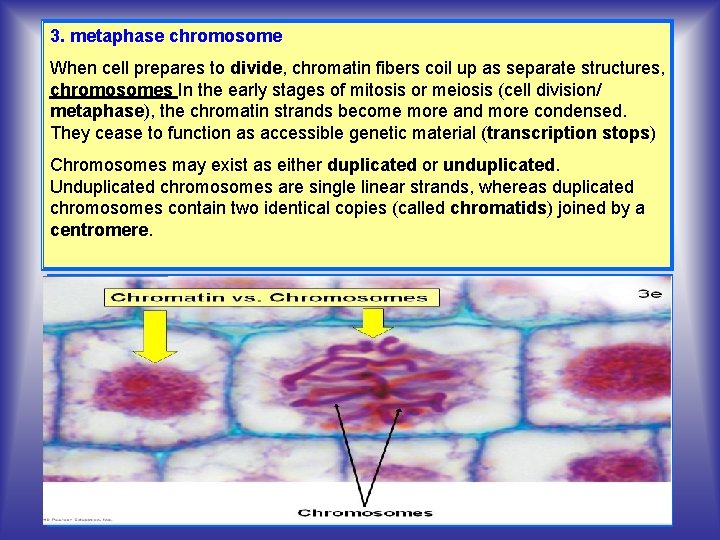 3. metaphase chromosome When cell prepares to divide, chromatin fibers coil up as separate