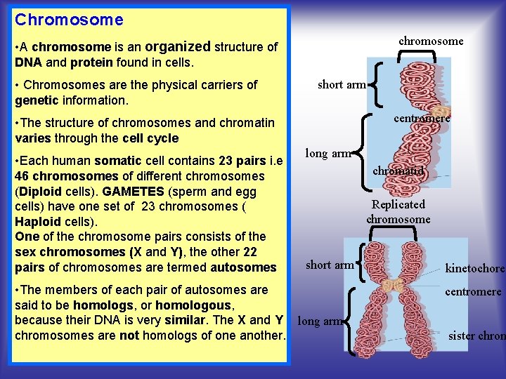 Chromosome chromosome • A chromosome is an organized structure of DNA and protein found