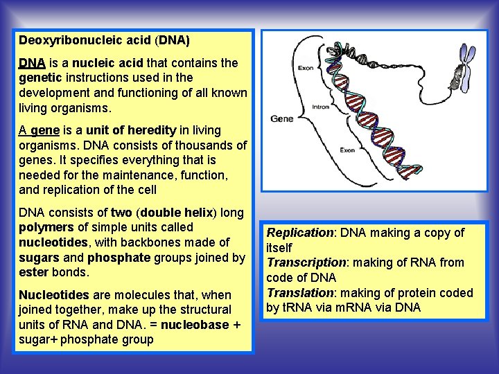 Deoxyribonucleic acid (DNA) DNA is a nucleic acid that contains the genetic instructions used