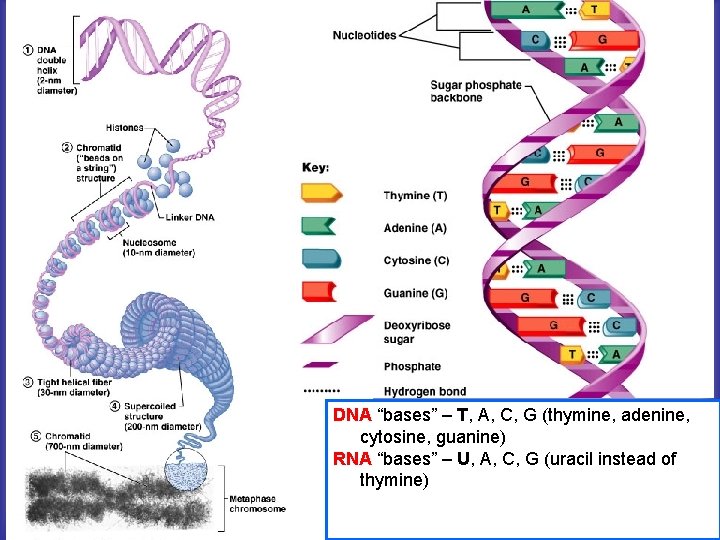 DNA “bases” – T, A, C, G (thymine, adenine, cytosine, guanine) RNA “bases” –