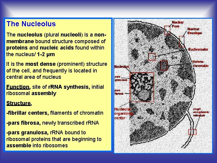 The Nucleolus The nucleolus (plural nucleoli) is a nonmembrane bound structure composed of proteins