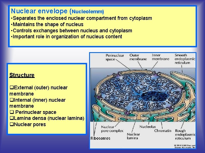 Nuclear envelope (Nucleolemm) • Separates the enclosed nuclear compartment from cytoplasm • Maintains the