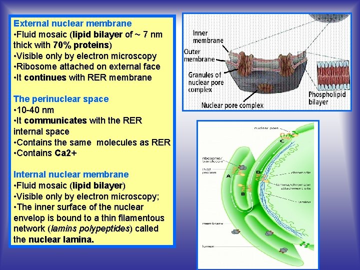 External nuclear membrane • Fluid mosaic (lipid bilayer of ~ 7 nm thick with