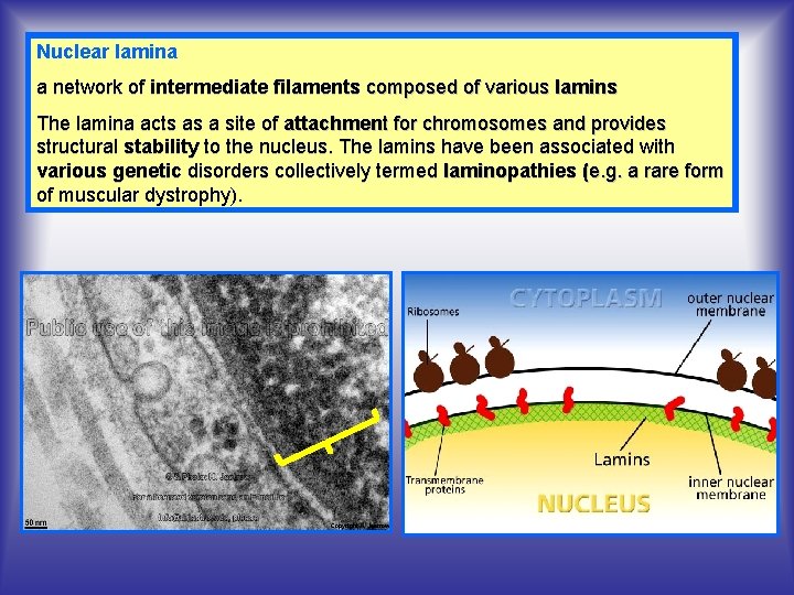 Nuclear lamina a network of intermediate filaments composed of various lamins The lamina acts