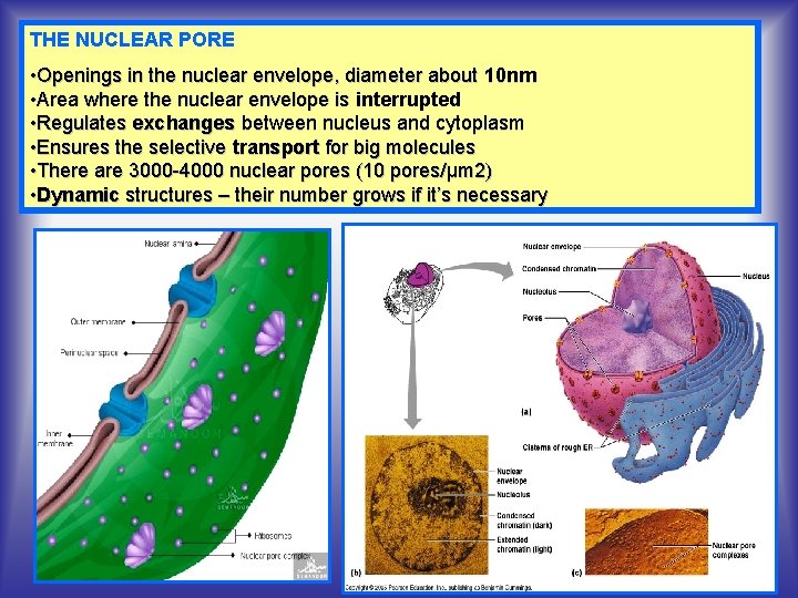 THE NUCLEAR PORE • Openings in the nuclear envelope, diameter about 10 nm •