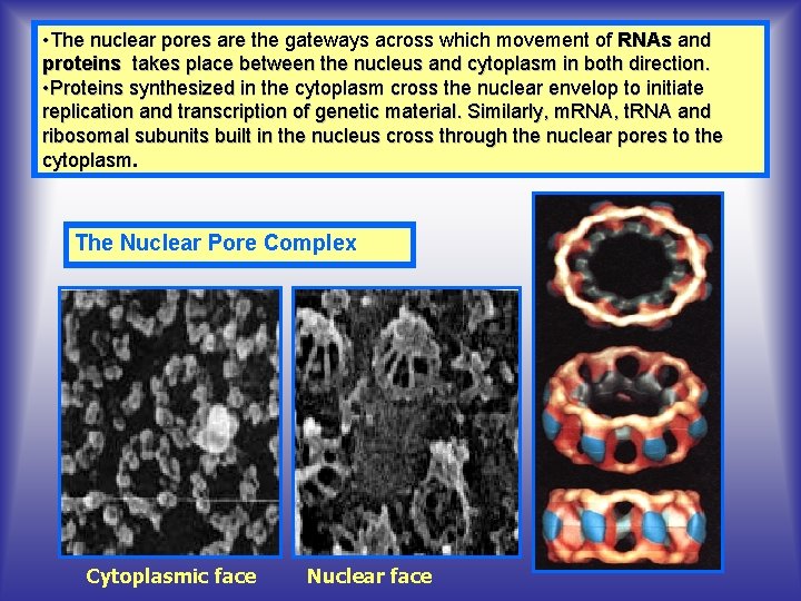  • The nuclear pores are the gateways across which movement of RNAs and