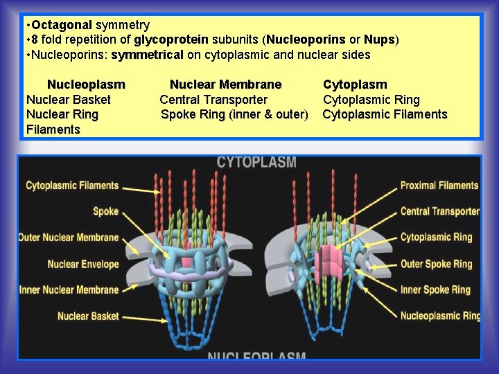  • Octagonal symmetry • 8 fold repetition of glycoprotein subunits (Nucleoporins or Nups)