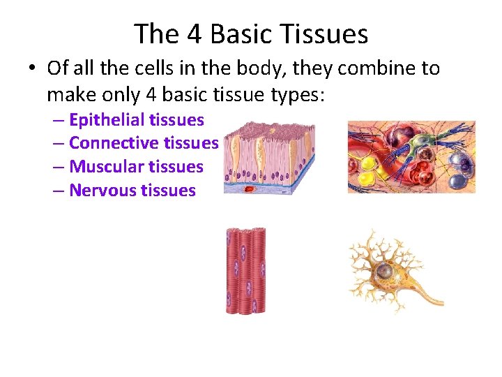 The 4 Basic Tissues • Of all the cells in the body, they combine
