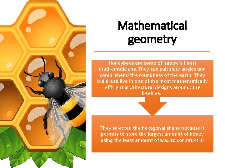 Research into bees beekeeping in Greece Mathematical Geometry