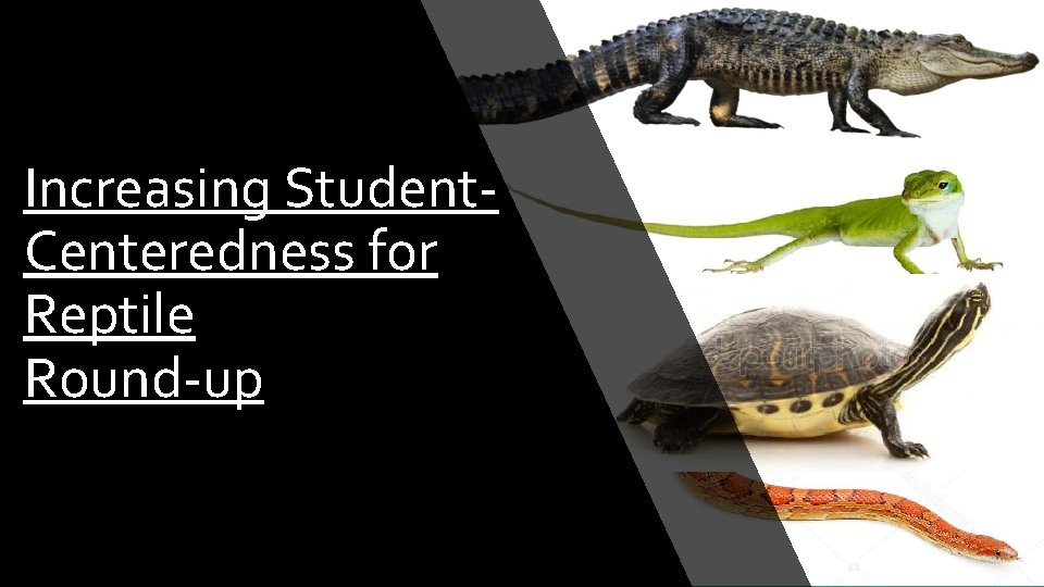 Increasing Student. Centeredness for Reptile Round-up 