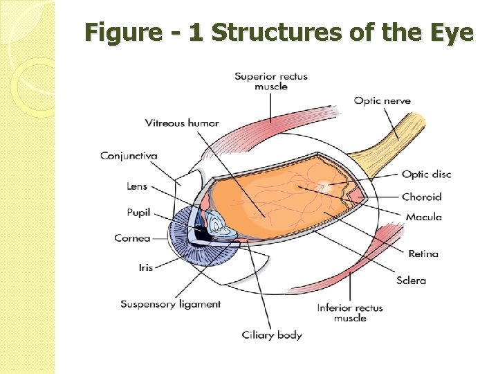 Figure - 1 Structures of the Eye 
