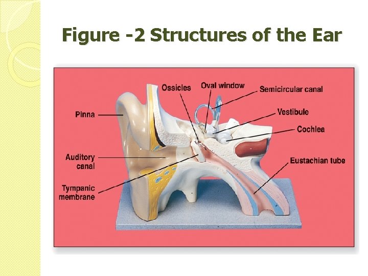 Figure -2 Structures of the Ear 