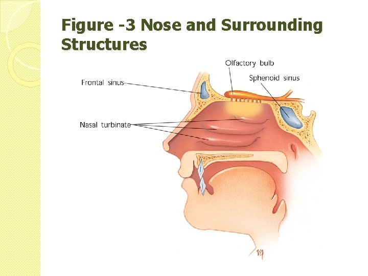 Figure -3 Nose and Surrounding Structures 