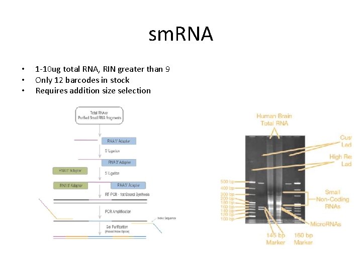 sm. RNA • • • 1 -10 ug total RNA, RIN greater than 9