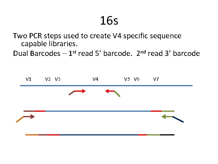 16 s Two PCR steps used to create V 4 specific sequence capable libraries.