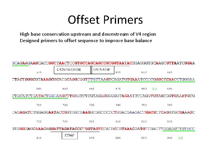 Offset Primers High base conservation upstream and downstream of V 4 region Designed primers