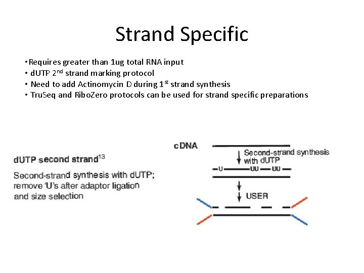Strand Specific • Requires greater than 1 ug total RNA input • d. UTP