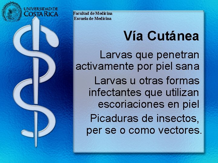 Facultad de Medicina Escuela de Medicina Vía Cutánea Larvas que penetran activamente por piel