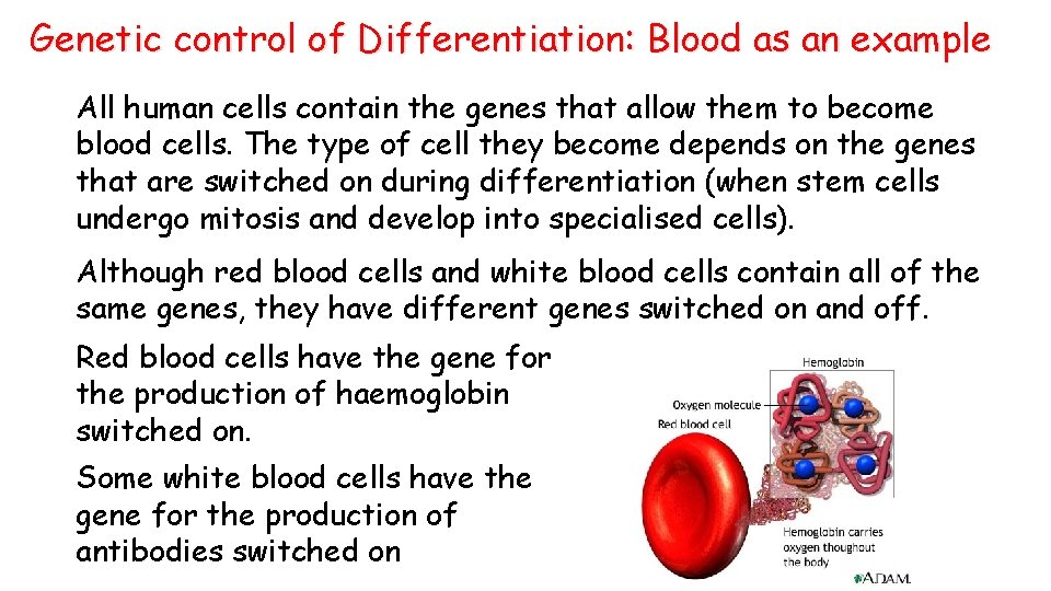 Genetic control of Differentiation: Blood as an example All human cells contain the genes