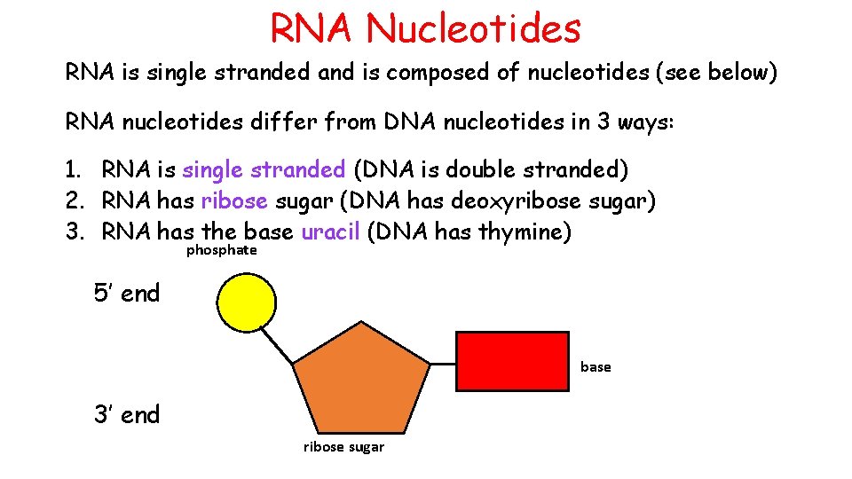 RNA Nucleotides RNA is single stranded and is composed of nucleotides (see below) RNA