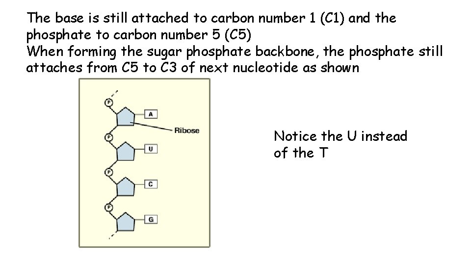 The base is still attached to carbon number 1 (C 1) and the phosphate