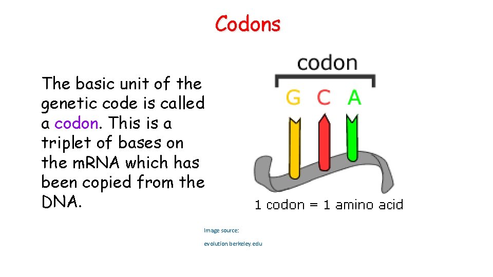 Codons The basic unit of the genetic code is called a codon. This is