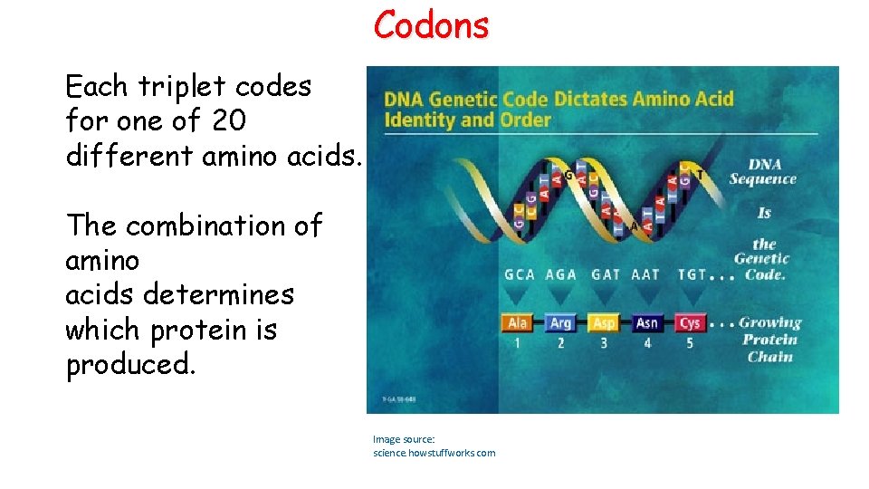 Codons Each triplet codes for one of 20 different amino acids. The combination of